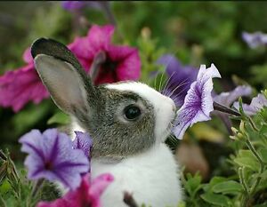 Spring time blooms with a baby rabbit surrounded by flowers